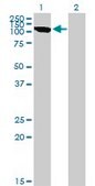 Monoclonal Anti-CLCN2 antibody produced in mouse clone 3E1, purified immunoglobulin, buffered aqueous solution