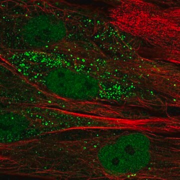 Anti-TTL antibody produced in rabbit Prestige Antibodies&#174; Powered by Atlas Antibodies, affinity isolated antibody