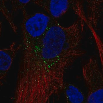 Anti-RAB5B antibody produced in rabbit Prestige Antibodies&#174; Powered by Atlas Antibodies, affinity isolated antibody
