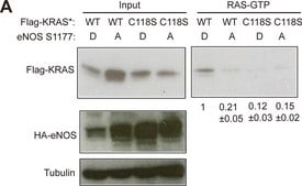 Anti-&#946;-Tubulin antibody, Mouse monoclonal clone TUB 2.1, purified from hybridoma cell culture