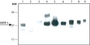 Anti-OSTF1 antibody, Mouse monoclonal clone OSTF21, purified from hybridoma cell culture