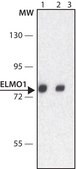 Anti-ELMO (C-terminal) antibody produced in rabbit IgG fraction of antiserum, buffered aqueous solution