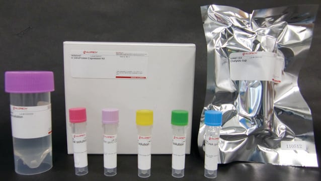 用于含二硫键蛋白质的体外蛋白质表达 (iPE-SS) 试剂盒