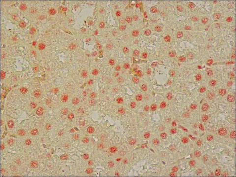 Anti-non-phospho-TDP-43 antibody produced in rabbit IgG fraction of antiserum