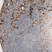 Monoclonal Anti-AIF1 antibody produced in mouse Prestige Antibodies® Powered by Atlas Antibodies, clone CL10930, purified antibody (Protein A)