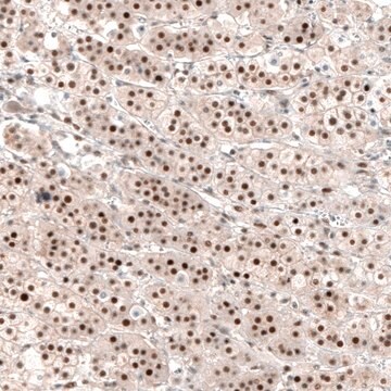 Anti-NR4A3 antibody produced in rabbit Prestige Antibodies&#174; Powered by Atlas Antibodies, affinity isolated antibody, buffered aqueous glycerol solution