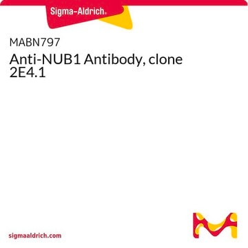 Anti-NUB1 Antibody, clone 2E4.1
