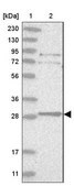 Anti-TXNDC9 antibody produced in rabbit Prestige Antibodies&#174; Powered by Atlas Antibodies, affinity isolated antibody, buffered aqueous glycerol solution