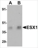 Anti-ESX1 antibody produced in rabbit affinity isolated antibody, buffered aqueous solution