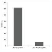 Anti-phospho-AKT1/3 (pTyr437/434) antibody produced in rabbit affinity isolated antibody