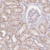 Anti-RFC4 antibody produced in rabbit Prestige Antibodies&#174; Powered by Atlas Antibodies, affinity isolated antibody, buffered aqueous glycerol solution