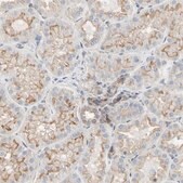Anti-SHANK2 antibody produced in rabbit Prestige Antibodies&#174; Powered by Atlas Antibodies, affinity isolated antibody, buffered aqueous glycerol solution