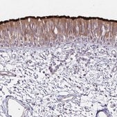 Anti-DNAH9 antibody produced in rabbit Prestige Antibodies&#174; Powered by Atlas Antibodies, affinity isolated antibody, buffered aqueous glycerol solution