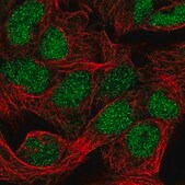 Anti-FAM208B antibody produced in rabbit Prestige Antibodies® Powered by Atlas Antibodies, affinity isolated antibody