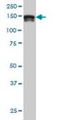 Monoclonal Anti-STAG2 antibody produced in mouse clone 3C6, purified immunoglobulin, buffered aqueous solution