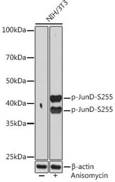 Anti-Phospho-JunD-S255 antibody produced in rabbit