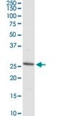 Anti-C8ORF33 antibody produced in rabbit purified immunoglobulin, buffered aqueous solution