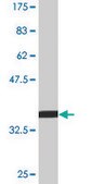 Monoclonal Anti-EIF1AY antibody produced in mouse clone 1B4, purified immunoglobulin, buffered aqueous solution