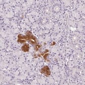 Anti-BPIFB2 antibody produced in rabbit Prestige Antibodies&#174; Powered by Atlas Antibodies, affinity isolated antibody, buffered aqueous glycerol solution