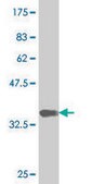 Monoclonal Anti-NEUROD6 antibody produced in mouse clone 3B3, purified immunoglobulin, buffered aqueous solution