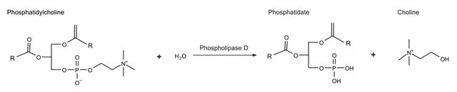 Phospholipase D from Arachis hypogaea (peanut) Type II, lyophilized powder, &#8805;60&#160;units/mg protein