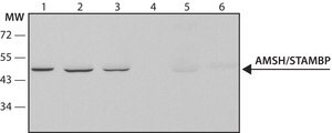Anti-AMSH/STAMBP antibody, Mouse monoclonal clone AMSH-10, purified from hybridoma cell culture