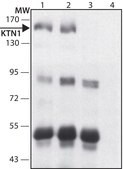 Anti-KTN1 antibody produced in rabbit ~1.0 mg/mL, affinity isolated antibody, buffered aqueous solution