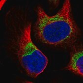 Anti-COX14 antibody produced in rabbit Prestige Antibodies® Powered by Atlas Antibodies, affinity isolated antibody, buffered aqueous glycerol solution