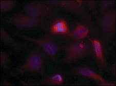 Anti-MAP3K5 (Ab-966) antibody produced in rabbit affinity isolated antibody