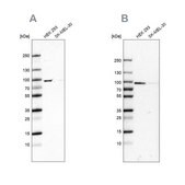 Anti-RAVER1 antibody produced in rabbit Prestige Antibodies&#174; Powered by Atlas Antibodies, affinity isolated antibody, buffered aqueous glycerol solution
