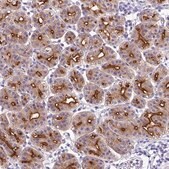Anti-CYSTM1 antibody produced in rabbit Prestige Antibodies&#174; Powered by Atlas Antibodies, affinity isolated antibody, buffered aqueous glycerol solution