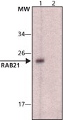 Anti-Rab21 (C-terminal) antibody produced in rabbit ~1.0 mg/mL, affinity isolated antibody, buffered aqueous solution