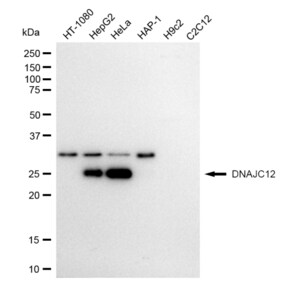 KD-Validated Anti DNAJC12 Antibody, clone 23GB1815, Rabbit Monoclonal clone 23GB1815, recombinant rabbit monoclonal, expressed in HEK293 cells