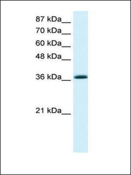 Anti-KLF1 antibody produced in rabbit IgG fraction of antiserum
