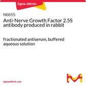Anti-Nerve Growth Factor 2.5S antibody produced in rabbit fractionated antiserum, buffered aqueous solution