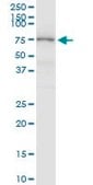 Anti-MASP2 antibody produced in rabbit purified immunoglobulin, buffered aqueous solution