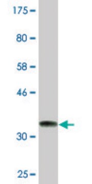 Monoclonal Anti-ARMC4, (C-terminal) antibody produced in mouse clone 5F1, ascites fluid