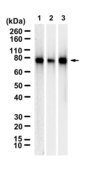 Anti-Calpain 2 Antibody, clone 3H4 ZooMAb® Rabbit Monoclonal recombinant, expressed in HEK 293 cells