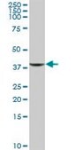 Anti-GIMAP4 antibody produced in mouse IgG fraction of antiserum, buffered aqueous solution