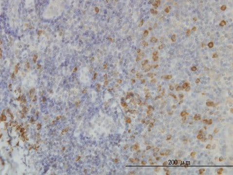Monoclonal Anti-SSR1, (C-terminal) antibody produced in mouse clone 1C11, purified immunoglobulin, buffered aqueous solution