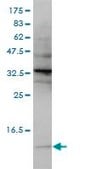 Monoclonal Anti-SNRPG antibody produced in mouse clone 2H8-1C12, purified immunoglobulin, buffered aqueous solution