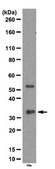 Anti-EB1 Antibody from rabbit
