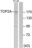 Anti-TOP2A antibody produced in rabbit affinity isolated antibody