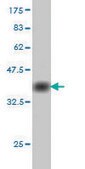 Monoclonal Anti-CDC25C antibody produced in mouse clone 3B11, purified immunoglobulin, buffered aqueous solution