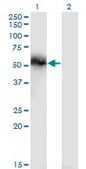 Monoclonal Anti-TNS4 antibody produced in mouse clone 3B8, purified immunoglobulin, buffered aqueous solution