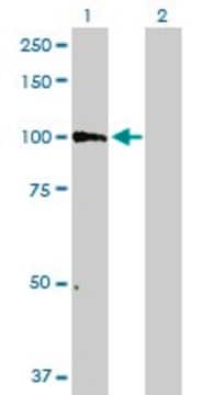 Anti-PCDHGB6 antibody produced in mouse purified immunoglobulin, buffered aqueous solution