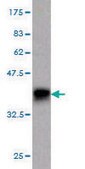 ANTI-GUCY2C antibody produced in mouse clone 2G7, purified immunoglobulin, buffered aqueous solution