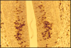 单克隆抗-BrdU 小鼠抗 clone BU-33, ascites fluid, Immunohistology Grade