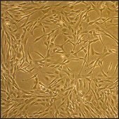 Feline Skeletal Muscle Cells: FSkMC (Cryovial)