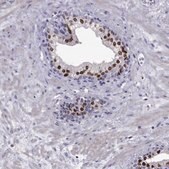 Anti-NKX3-1 Prestige Antibodies&#174; Powered by Atlas Antibodies, affinity isolated antibody